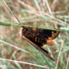 Epicoma contristis (Yellow-spotted Epicoma Moth) at Flynn, ACT - 7 Jan 2022 by Rosie