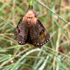 Epicoma contristis at Flynn, ACT - 8 Jan 2022