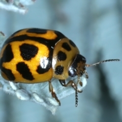 Peltoschema oceanica (Oceanica leaf beetle) at Mount Ainslie - 6 Jan 2022 by jb2602