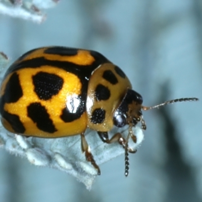 Peltoschema oceanica (Oceanica leaf beetle) at Hackett, ACT - 6 Jan 2022 by jb2602