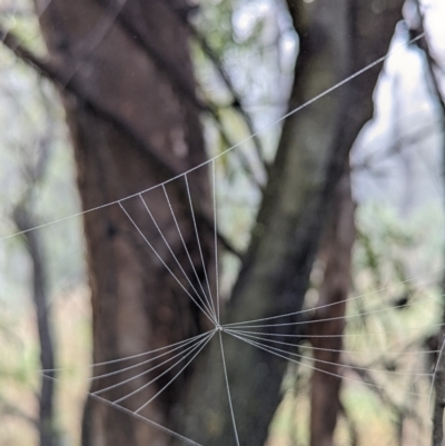 Unidentified Spider (Araneae) at Watson, ACT - 8 Jan 2022 by sbittinger