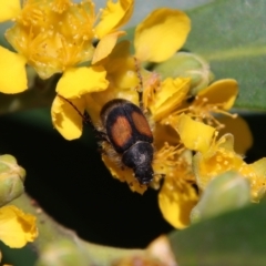 Liparetrus discipennis (A chafer beetle) at Moruya, NSW - 8 Jan 2022 by LisaH