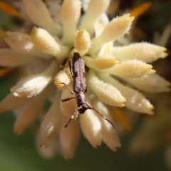 Pempsamacra tillides (Longhorn or longicorn beetle) at Broulee Moruya Nature Observation Area - 8 Jan 2022 by LisaH