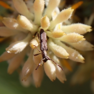 Pempsamacra tillides (Longhorn or longicorn beetle) at Moruya, NSW - 8 Jan 2022 by LisaH