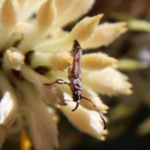 Pempsamacra tillides at Moruya, NSW - suppressed