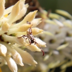 Pempsamacra tillides at Moruya, NSW - 8 Jan 2022