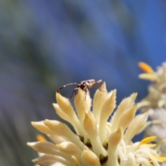Pempsamacra tillides at Moruya, NSW - suppressed