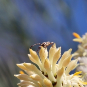 Pempsamacra tillides at Moruya, NSW - 8 Jan 2022