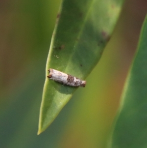 Spilonota constrictana at Moruya, NSW - suppressed