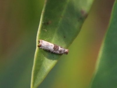 Spilonota constrictana (A Tortricid moth) at Moruya, NSW - 8 Jan 2022 by LisaH