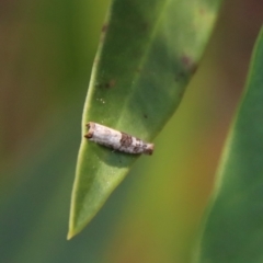 Unidentified Moth (Lepidoptera) (TBC) at Moruya, NSW - 8 Jan 2022 by LisaH