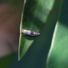 Spilonota constrictana at Moruya, NSW - 8 Jan 2022