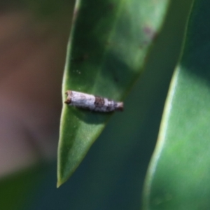 Spilonota constrictana at Moruya, NSW - 8 Jan 2022