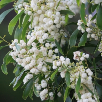 Acacia implexa (Hickory Wattle, Lightwood) at Merimbula, NSW - 1 Jan 2022 by KylieWaldon