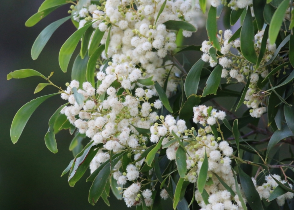Acacia implexa at Merimbula, NSW - 1 Jan 2022