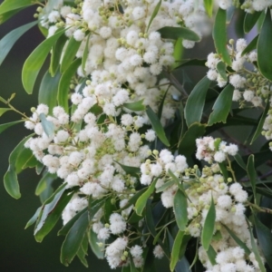 Acacia implexa at Merimbula, NSW - 1 Jan 2022