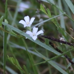 Samolus repens (Creeping Brookweed) at Merimbula, NSW - 1 Jan 2022 by KylieWaldon