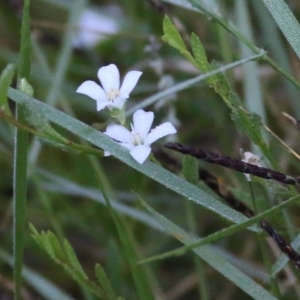 Samolus repens at Merimbula, NSW - 1 Jan 2022 05:20 AM