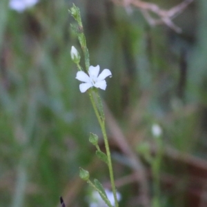 Samolus repens at Merimbula, NSW - 1 Jan 2022 05:20 AM