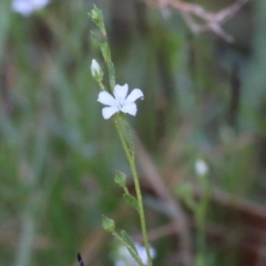 Samolus repens at Merimbula, NSW - 1 Jan 2022