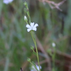 Samolus repens at Merimbula, NSW - 1 Jan 2022