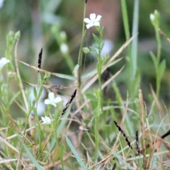 Samolus repens at Merimbula, NSW - 1 Jan 2022 05:20 AM
