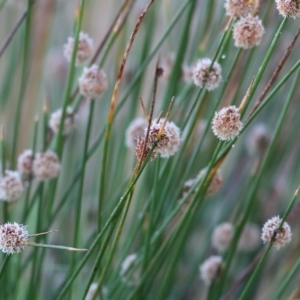 Ficinia nodosa at Merimbula, NSW - 1 Jan 2022