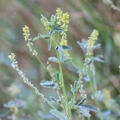 Melilotus indicus (Hexham Scent) at Merimbula, NSW - 31 Dec 2021 by KylieWaldon