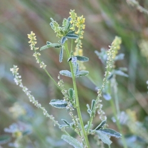 Melilotus indicus at Merimbula, NSW - 1 Jan 2022