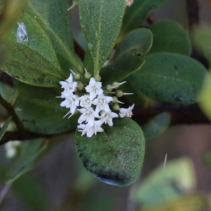 Aegiceras corniculatum at Merimbula, NSW - 1 Jan 2022 05:29 AM