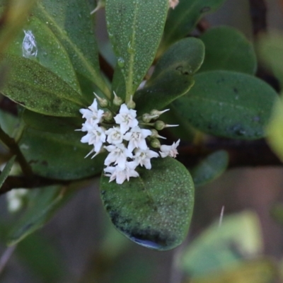 Aegiceras corniculatum (River Mangrove) at Merimbula, NSW - 31 Dec 2021 by KylieWaldon