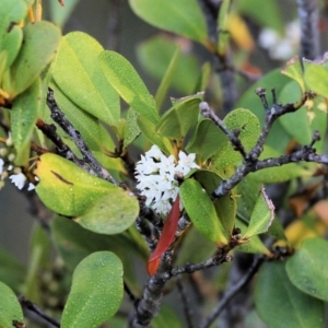 Aegiceras corniculatum at Merimbula, NSW - 1 Jan 2022 05:29 AM