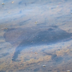 Unverified Shark / Ray at Merimbula, NSW - 1 Jan 2022 by KylieWaldon
