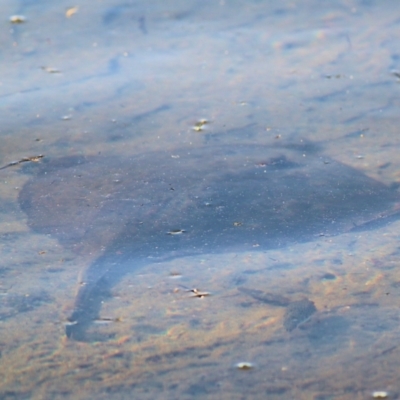 Unverified Shark / Ray at Merimbula, NSW - 1 Jan 2022 by KylieWaldon
