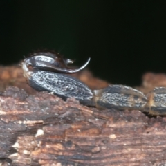 Lychas marmoreus at Hackett, ACT - 6 Jan 2022 11:32 AM