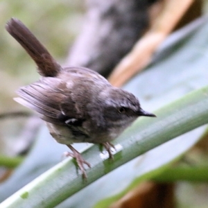 Sericornis frontalis at Merimbula, NSW - 1 Jan 2022