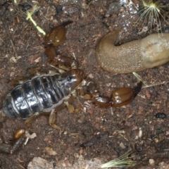 Urodacus manicatus (Black Rock Scorpion) at Hackett, ACT - 6 Jan 2022 by jbromilow50