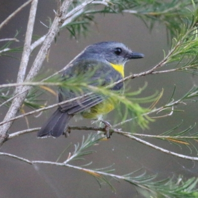 Eopsaltria australis (Eastern Yellow Robin) at Merimbula, NSW - 1 Jan 2022 by KylieWaldon