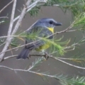 Eopsaltria australis at Merimbula, NSW - 31 Dec 2021