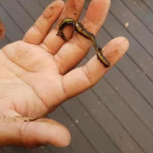 Caenoplana bicolor at Holt, ACT - 8 Jan 2022