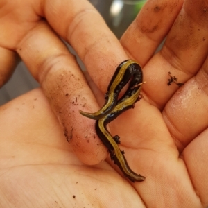 Caenoplana bicolor at Holt, ACT - 8 Jan 2022