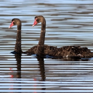 Cygnus atratus at Merimbula, NSW - 1 Jan 2022 06:01 AM