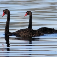 Cygnus atratus at Merimbula, NSW - 1 Jan 2022