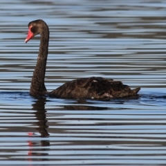 Cygnus atratus at Merimbula, NSW - 1 Jan 2022