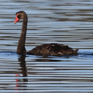 Cygnus atratus at Merimbula, NSW - 1 Jan 2022