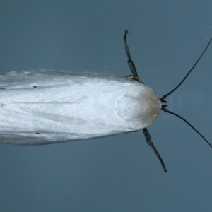 Maroga melanostigma at Ainslie, ACT - 6 Jan 2022 09:35 PM