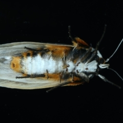 Maroga melanostigma at Ainslie, ACT - 6 Jan 2022 09:35 PM