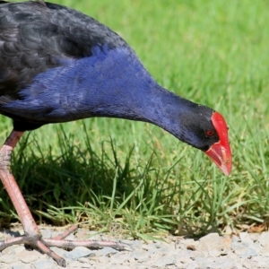 Porphyrio melanotus at Pambula, NSW - 1 Jan 2022