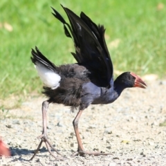 Porphyrio melanotus at Pambula, NSW - 1 Jan 2022