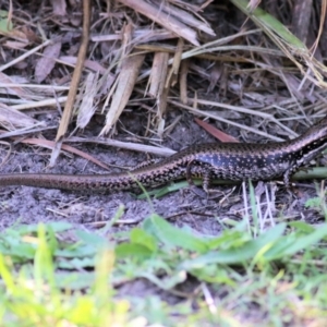 Eulamprus heatwolei at Pambula, NSW - 1 Jan 2022 03:54 PM